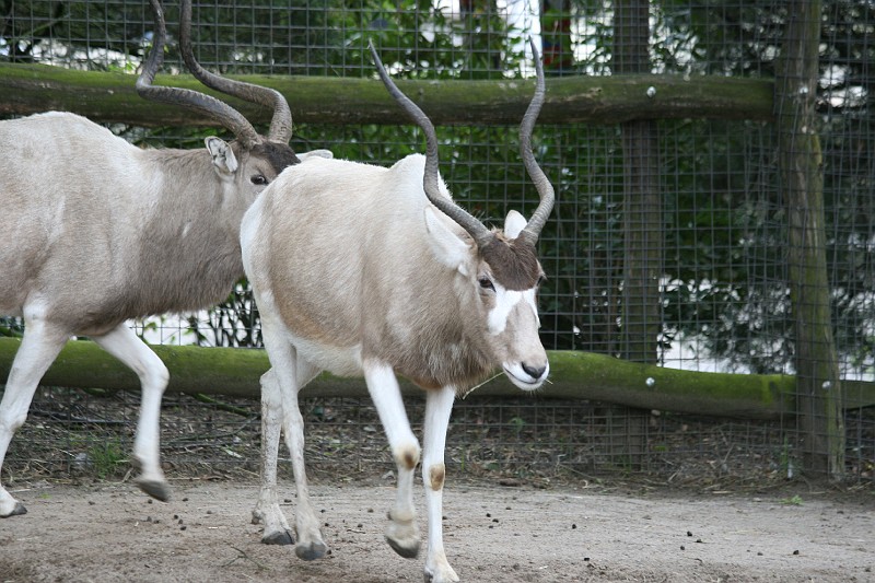 Fotoclubje Blijdorp 2008-17.jpg